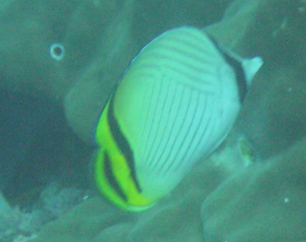 Chaetodon vagabundus 00463.JPG